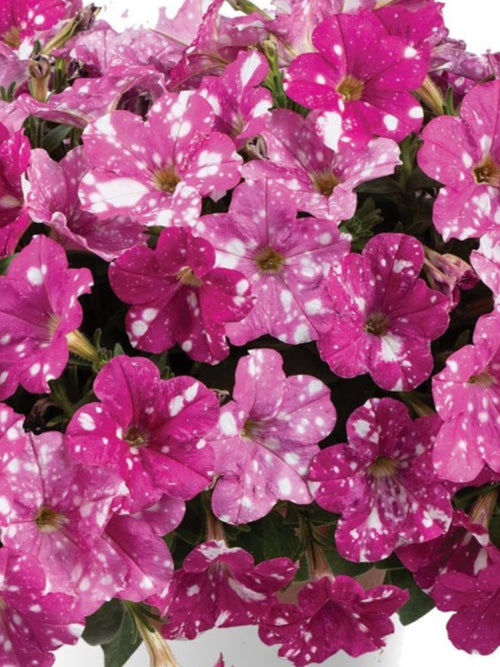 PETUNIA SPLASH DANCE RUMBA ROSE