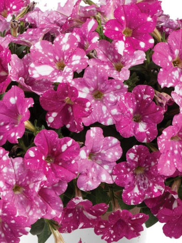 GERANIUM REGAL(MARTHA WASHINGTON) 'ELEGANCE PURPLE MAJESTY'