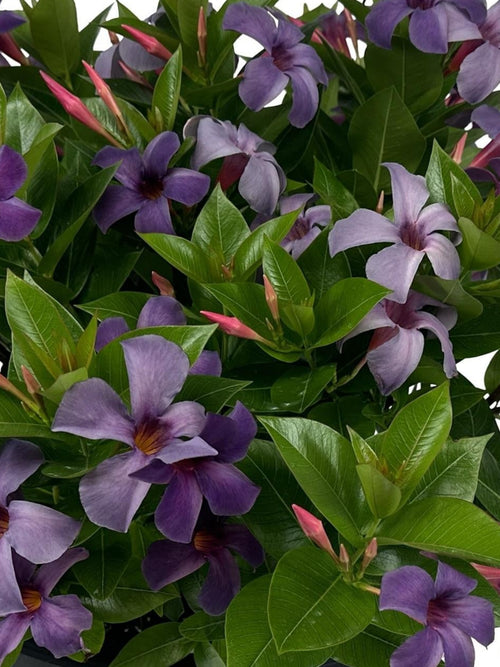 MANDEVILLA SUN PARASOL 'BLUEPHORIA'