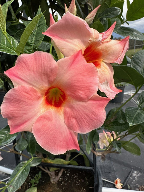 MANDEVILLA 'PEACH SUNRISE'