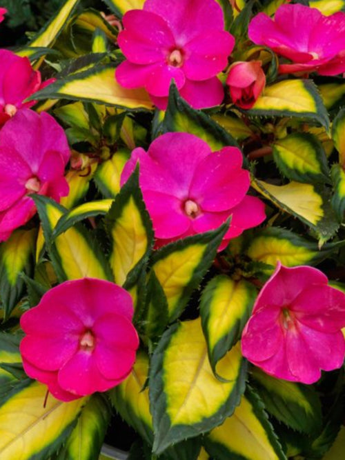 SUNPATIENS COMPACT 'TROPICAL ROSE'