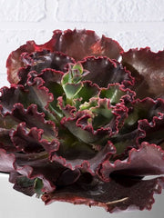ECHEVERIA CORAL REEF 'CHOCOLATE'