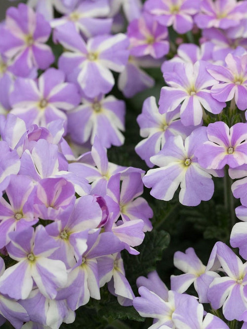 VERBENA 'LAVENDER STAR'