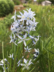 AMSONIA HUBRICHTII