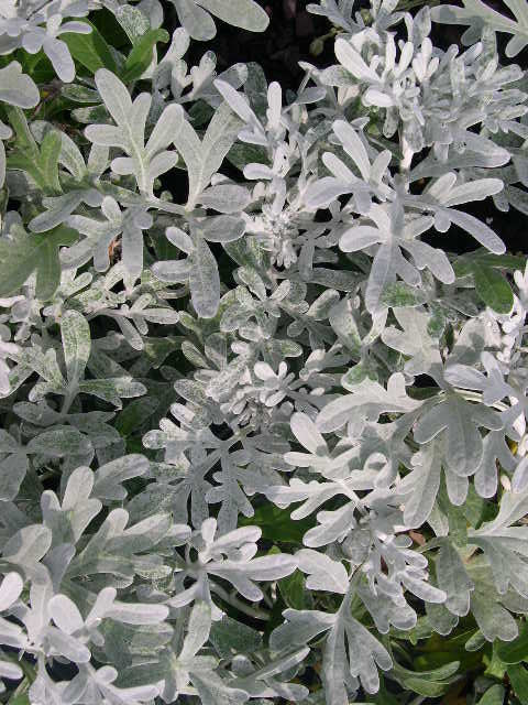 ARTEMISIA STELLERIANA 'SILVER BROCADE'