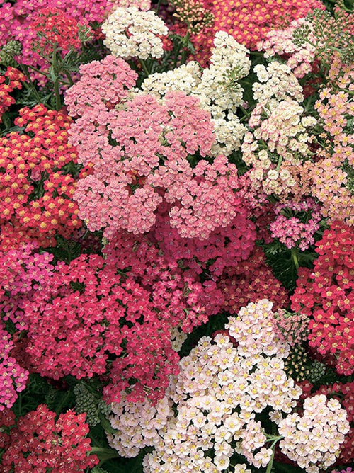 ACHILLEA SUMMER BERRIES