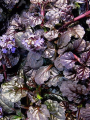 AJUGA 'BLACK SCALLOP'