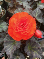 BEGONIA - SOLENIA CHOCOLATE ORANGE