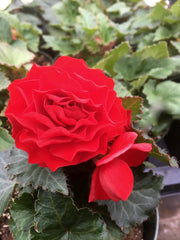 BEGONIA - TUBEROUS NONSTOP RED