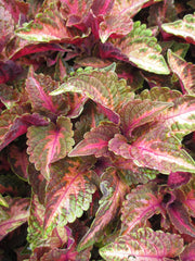COLEUS MAIN STREET 'SUNSET BOULEVARD'