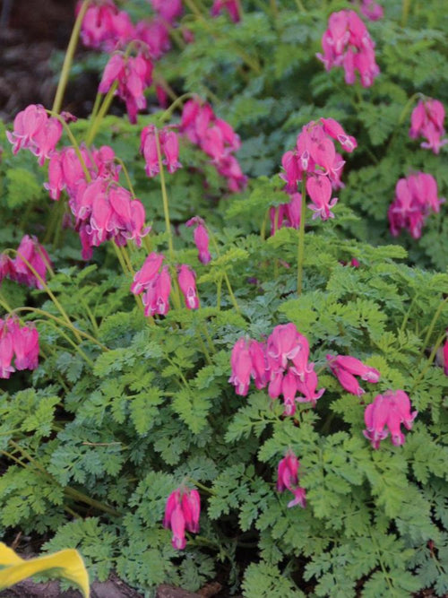 DICENTRA 'KING OF HEARTS'