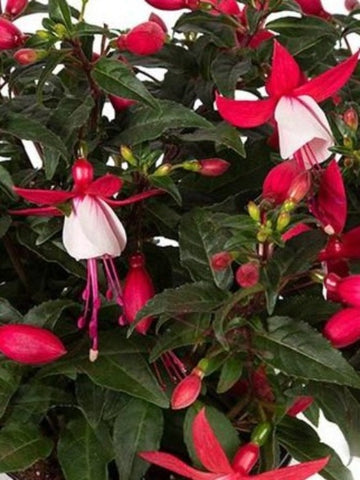 SUNPATIENS COMPACT  'WHITE'