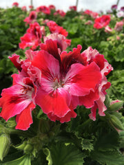 GERANIUM REGAL(MARTHA WASHINGTON) 'ELEGANCE RED VELVET'