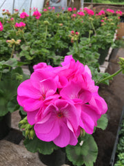 GERANIUM  'BLUE'