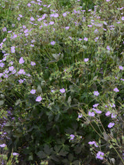 GERANIUM MACULATUM 'CRANE DANCE'