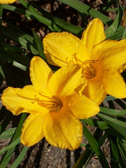 HEMEROCALLIS GOLD PRIZE