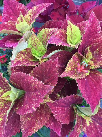 BEGONIA BOLIVIENSIS 'PINK'