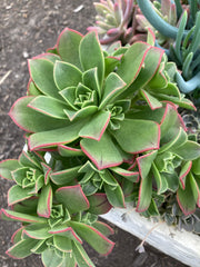SUCCULENT AEONIUM KIWI