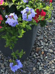 PLUMBAGO 'DARK BLUE'