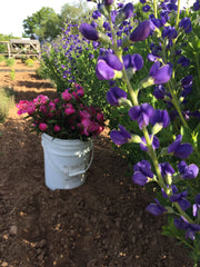 BAPTISIA AUSTRALIS ‘BLUE’