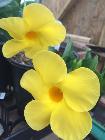 THUNBERGIA (BLACK-EYED SUSAN VINE) NEW ORANGE