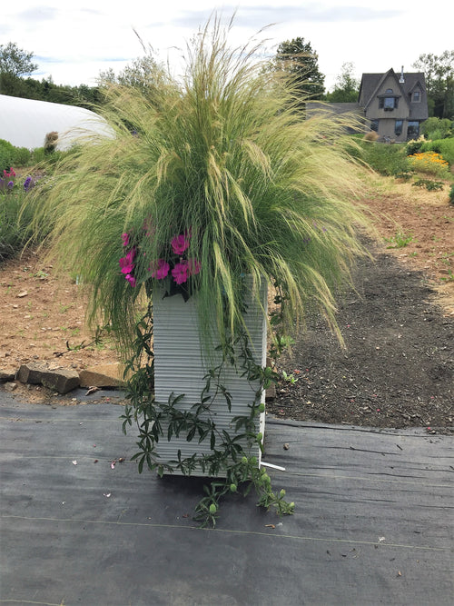 STIPA TENUISSIMA (PONY TAIL GRASS)