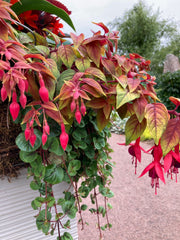 FUCHSIA 'AUTUMNALE'