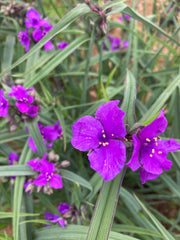 TRADESCANTIA (SPIDERWORT) 'CONCORD GRAPE'