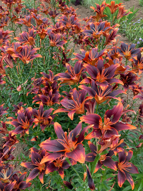 ASIATIC LILY 'FOREVER SUSAN'