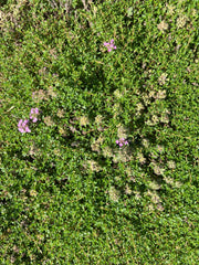 THYMUS WOOLLY THYME