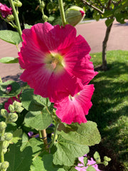 ALCEA 'LAS VEGAS'