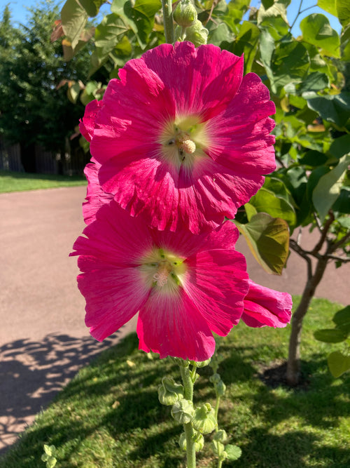 ALCEA 'LAS VEGAS'