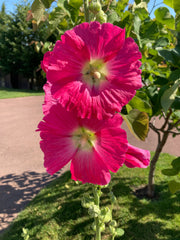 ALCEA 'LAS VEGAS'