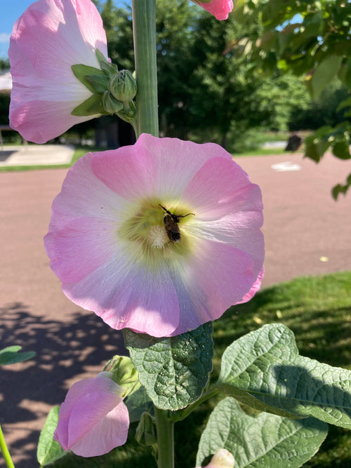 ALCEA 'LAS VEGAS'