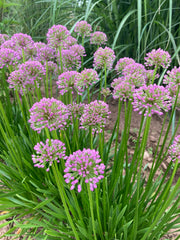 ALLIUM 'MILLENIUM'