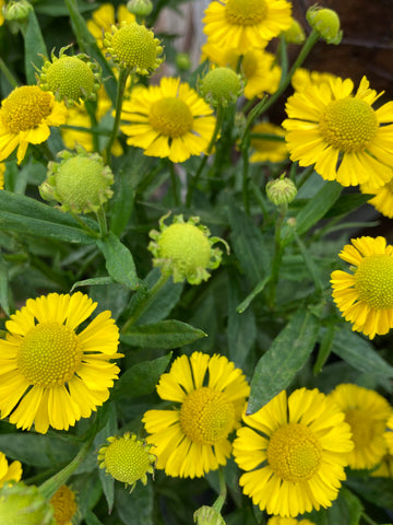 HELENIUM 'SOMBRERO' – Horlings Plants