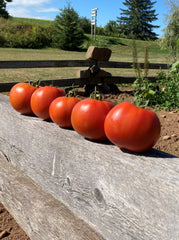 TOMATO BIG BEEF