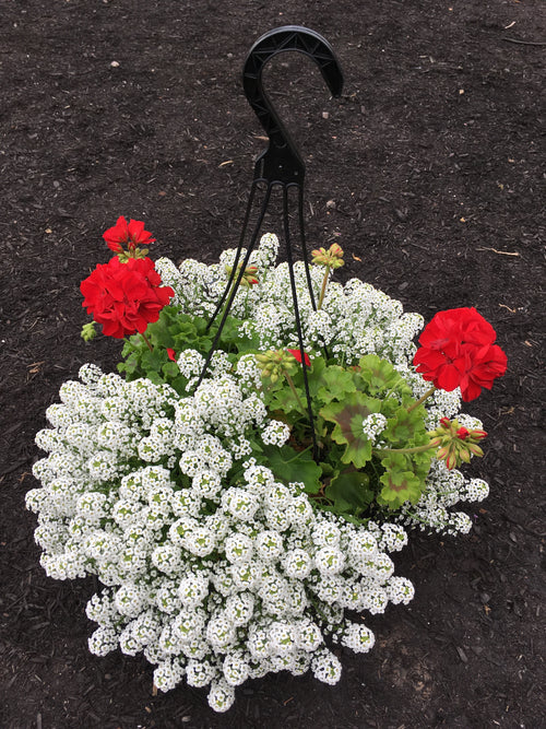 LOBULARIA 'WHITE STREAM'