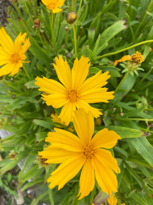 HELIOPSIS 'SUMMER SUN'