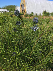 AMSONIA HUBRICHTII