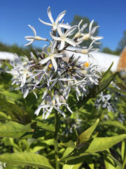 AMSONIA TABERNAEMONTANA