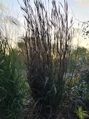 ANDROPOGON 'BLACK HAWKS'