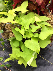 IPOMOEA (SWEET POTATO VINE) MARGUERITE