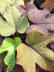 IPOMOEA (SWEET POTATO VINE) FLORA MIA 'VERDINO'