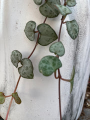 CEROPEGIA WOODII