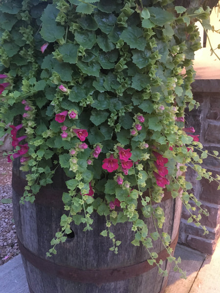 LOPHOSPERMUM COMPACT ROSE – Horlings Plants