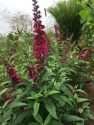 PANICUM VIRGATUM 'HOT ROD'