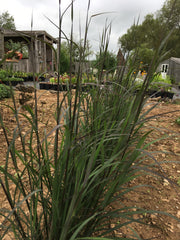 ANDROPOGON GERARDII 'BLACK HAWKS'