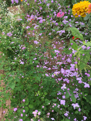 THALICTRUM ‘SPLENDIDE’