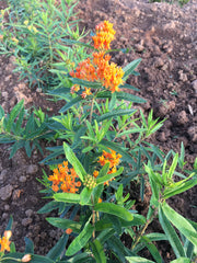 ASCLEPIAS TUBEROSA ‘GAY BUTTERFLIES’